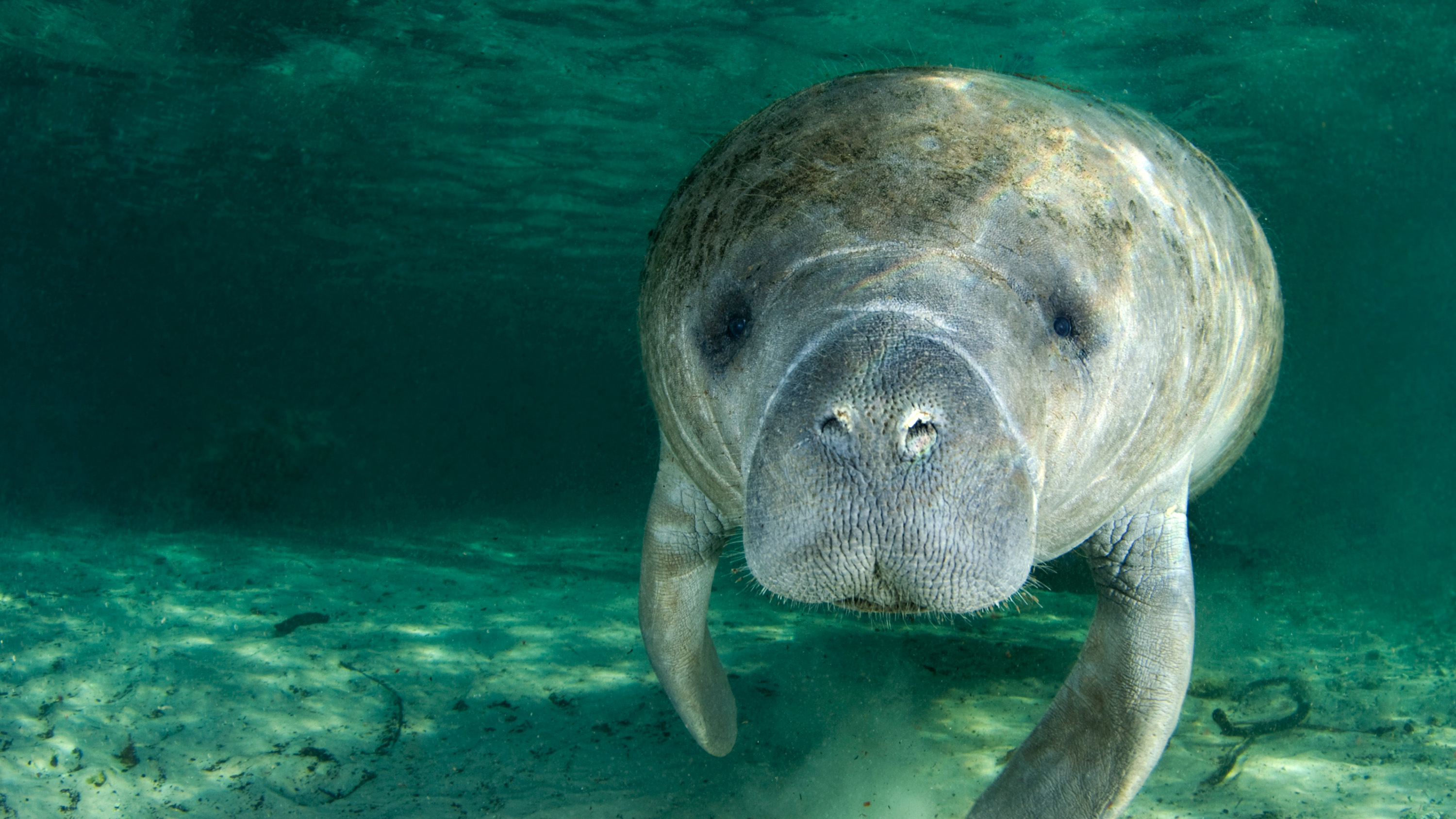 Florida Habitat H2O Manatee Portrait