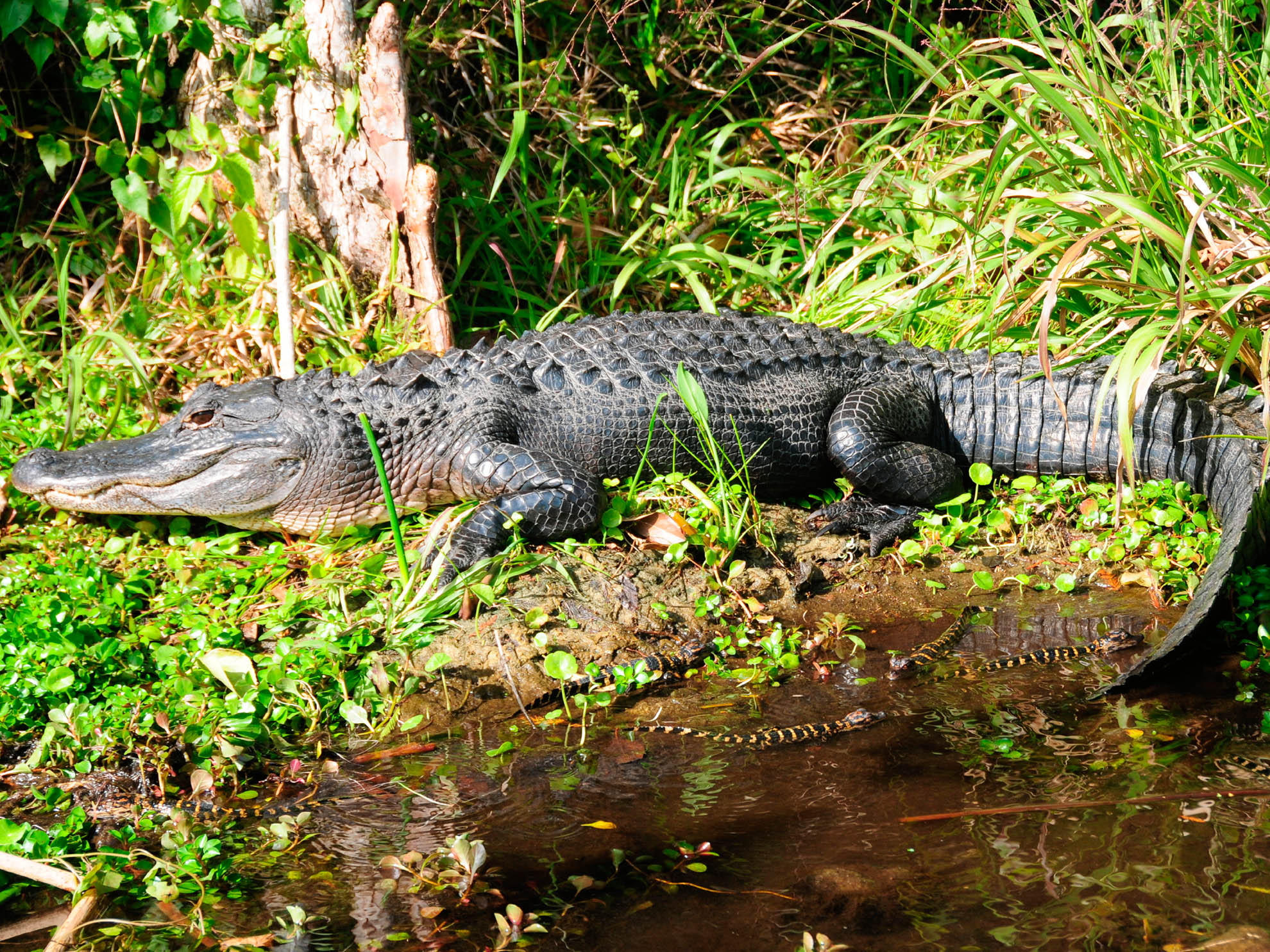 Gatorland, Florida