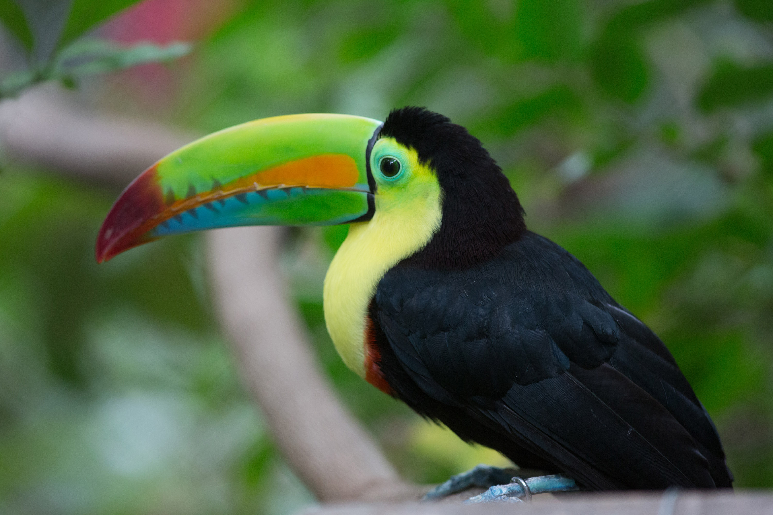 Cloud rainforest wild animal sanctuary, Costa Rica