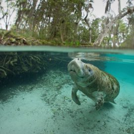 Snorkel with Manatees at Crystal River Florida Habitat H2O