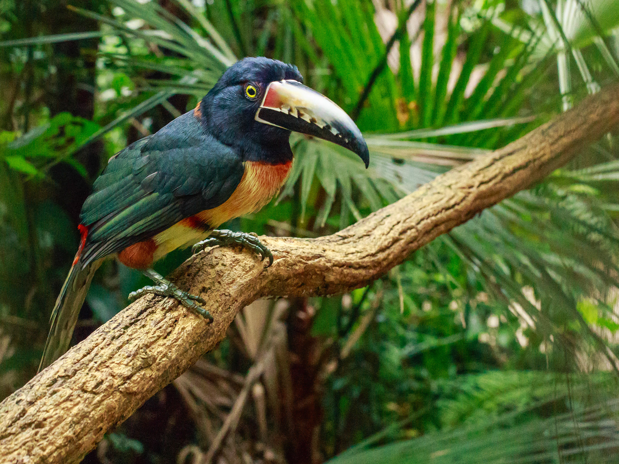 costa rican bird