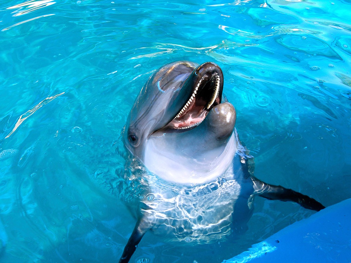 Splash into Science Dolphin Experience - Key Largo, Florida