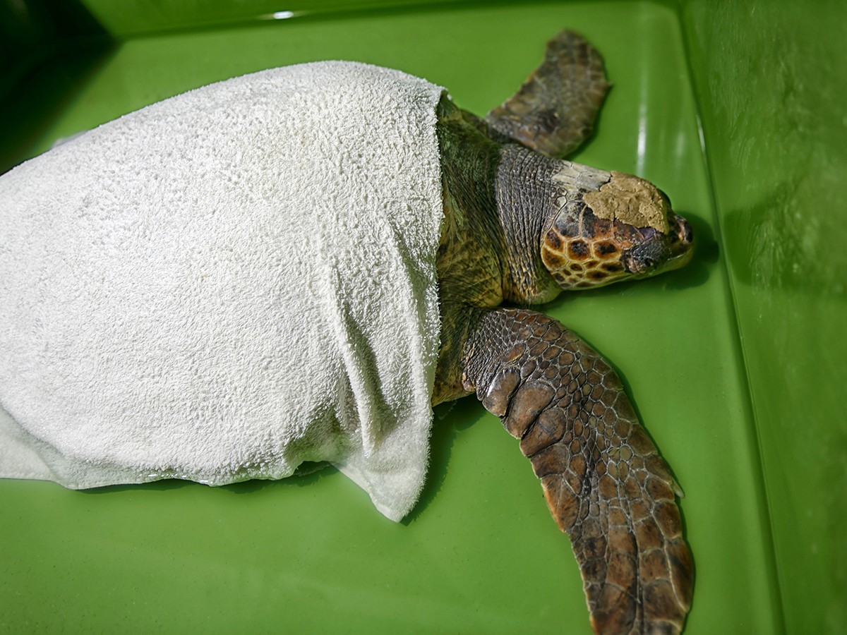 Splash into Science Turtle Hospital - Key Largo, Florida