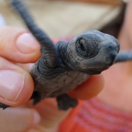 Sea Turtles Mexico