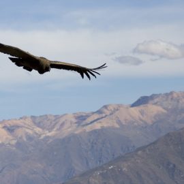 Condor in Peru