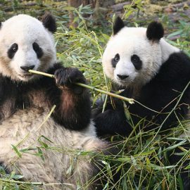 Giant Pandas