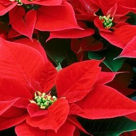 Poinsettia