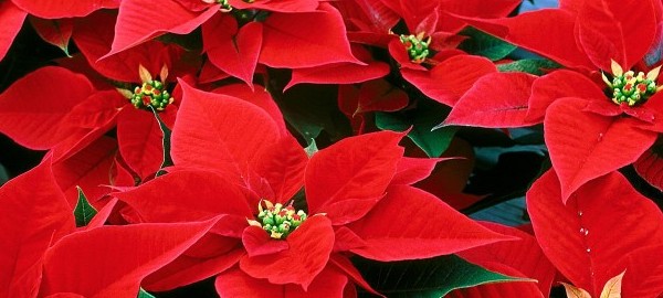 Poinsettia