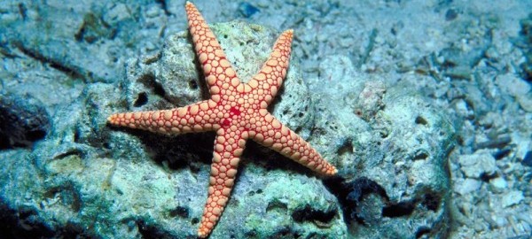 Starfish