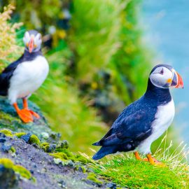 Dyrholaey Nature Reserve Puffins Iceland