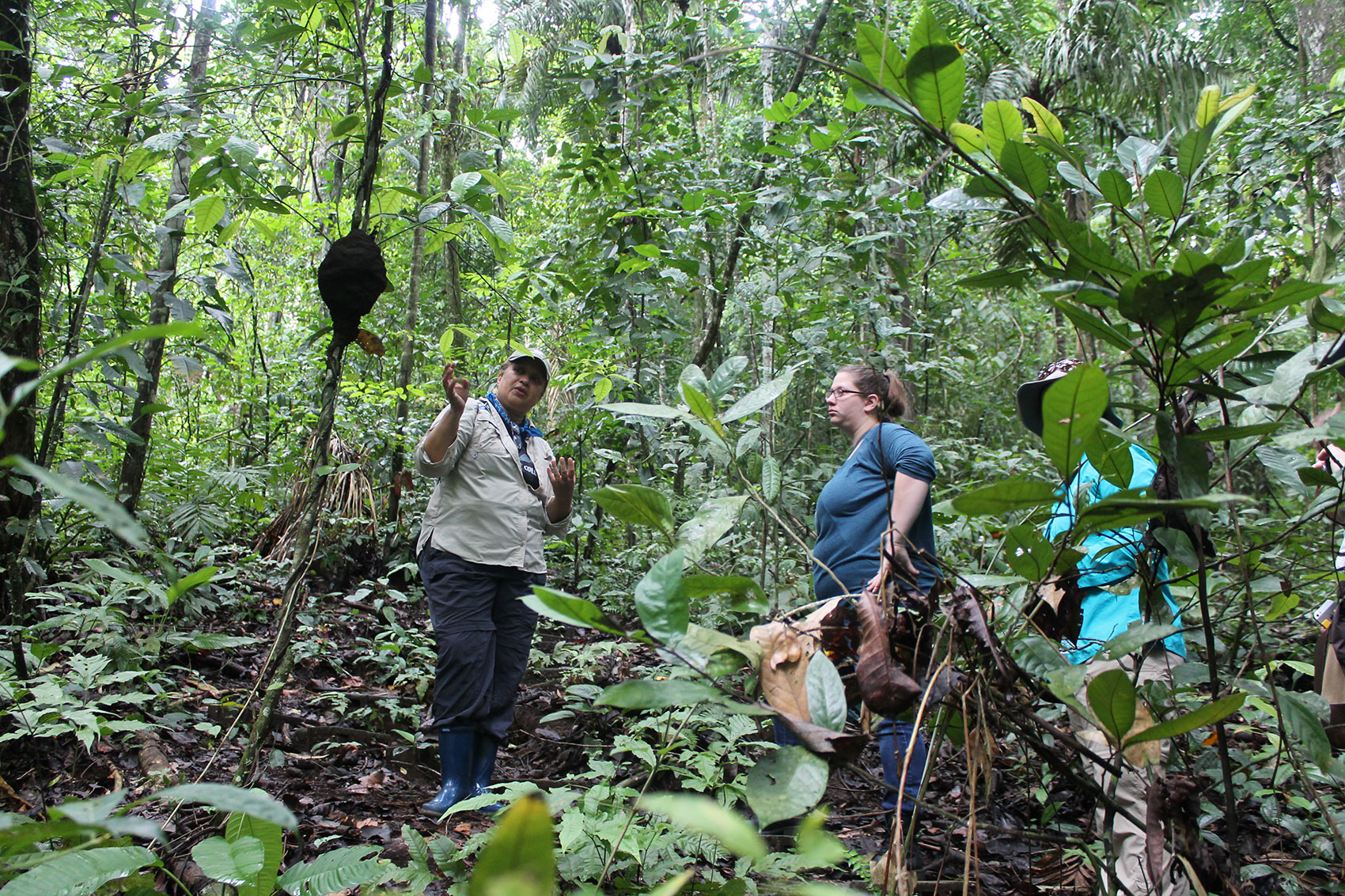 Rainforest