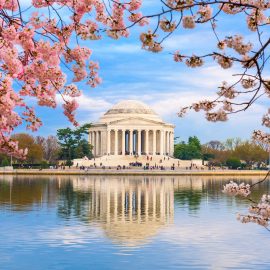 Washington DC cherry blossoms