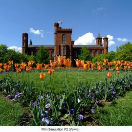 Flowers in the Smithsonian gardens