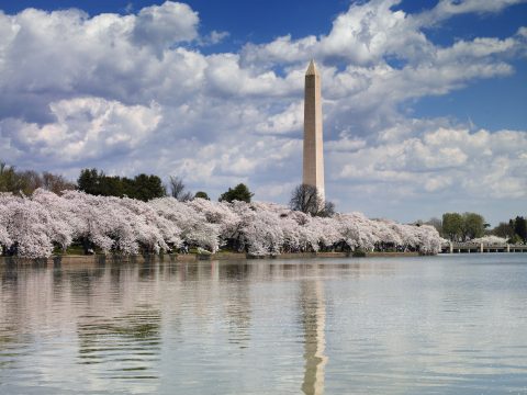 Washington Memorial and Cherry Blossoms