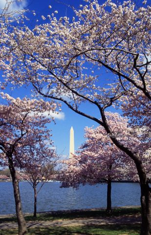 Cherry Blossoms in DC