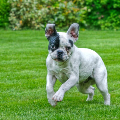 French Bulldog