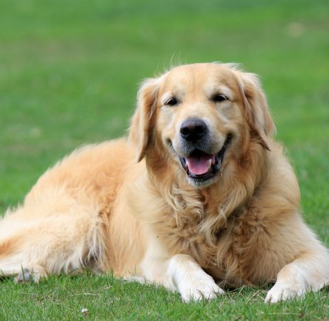 Golden Retriever 