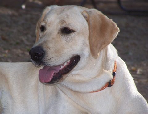 Labrador Retriever 