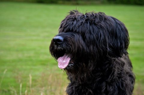 Portuguese Water Dog