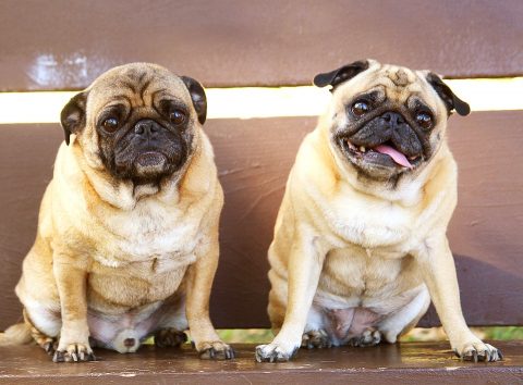 Two pug dogs