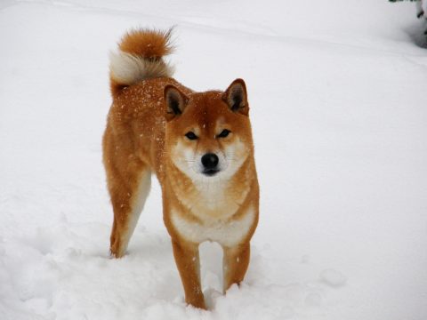 Shiba Inu dog in the snow