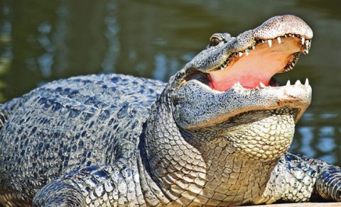 Everglades National Park, Florida