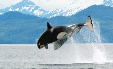 Kenai-Fjords National Park, Alaska