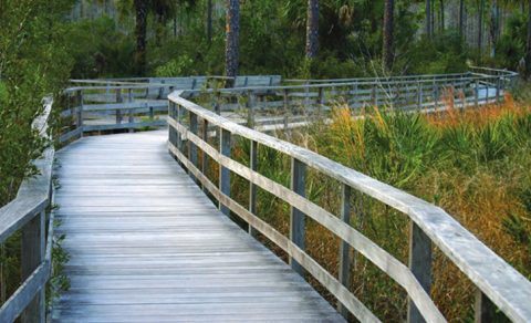 Mangrove Trail Hike, Florida