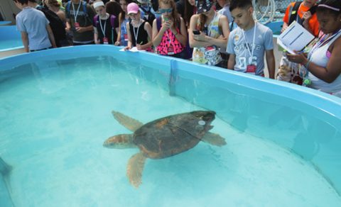 Turtle Hospital, Florida