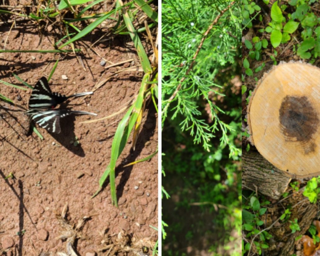 Left photo of butterfly on ground, right photo of trees