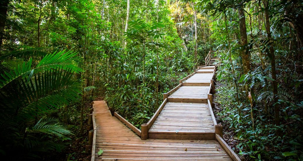 The Daintree Jindalba Boardwalk