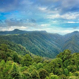 World Rainforest Day