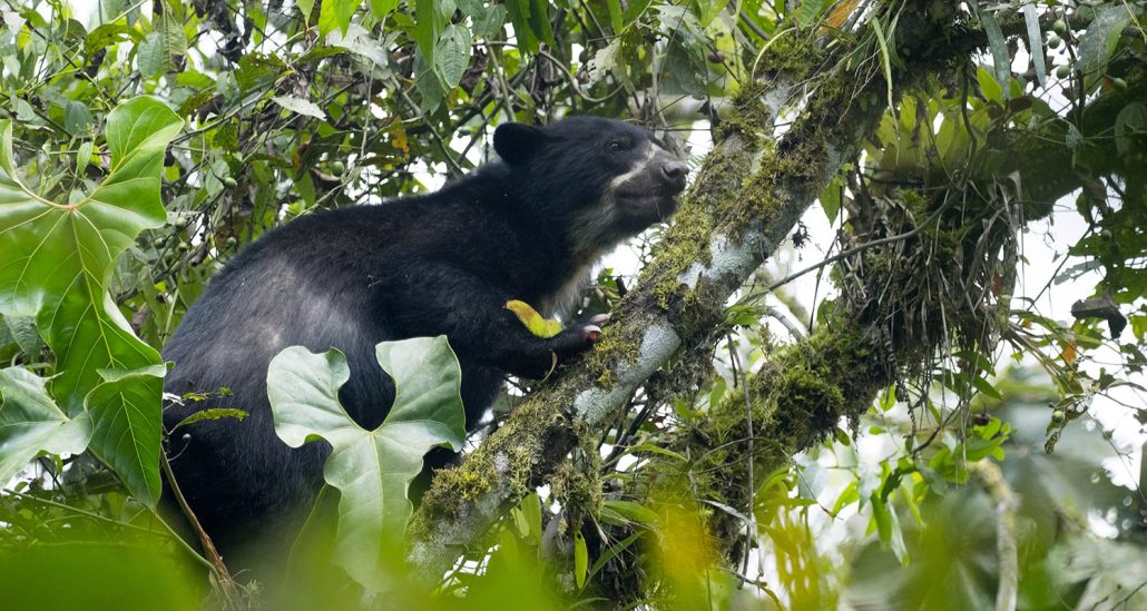 Spectacled bear, Tremarctos ornatus, is fed on a tree in the mountain foggy forest of Maquipucuna, Ecuador